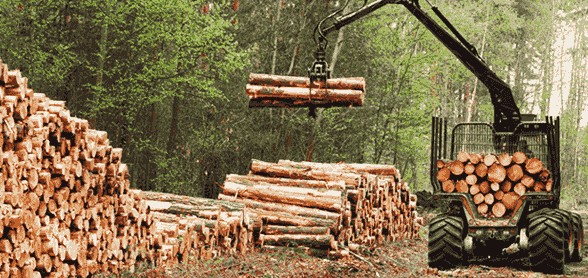 運動木地板原木供應基地